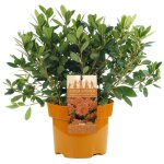 Azalee du japon orange arbuste a feuillage persistant pour jardin plante en 2l pot x 1 Azalee du japon orange arbuste a feuillage persistant pour jardin plante en 2l pot x 1