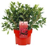 Azalee du japon rouge arbuste a feuillage persistant pour jardin plante en 2l pot x 1