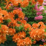 Azalée orange gardenersdream (1 pièce) - plante arbuste rhododendron japonais - azalee du japon persistante ... Azalée orange gardenersdream (1 pièce) - plante arbuste rhododendron japonais - azalee du japon persistante ...