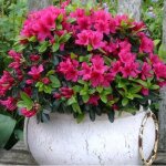 Azalée rose gardenersdream (1 pièce) - plante arbuste rhododendron japonais - azalee du japon persistante ... Azalée rose gardenersdream (1 pièce) - plante arbuste rhododendron japonais - azalee du japon persistante ...