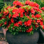 Azalée rouge gardenersdream (1 pièce) - plante arbuste rhododendron japonais - azalee du japon persistante ... Azalée rouge gardenersdream (1 pièce) - plante arbuste rhododendron japonais - azalee du japon persistante ...