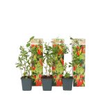 Baie de goji - set de 3 - lycium barbarum - hauteur 25 - 40cm - d9cm
