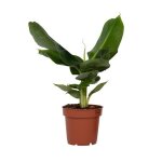 Bananaier nain - musa oriental dwarf - hauteur 25 - 40cm - d12cm