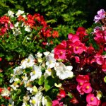 B�gonia de jardin vari�
