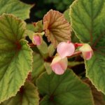B�gonia vivace rose