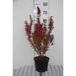 Berberis thunb. harlequin - epine vinette de thunberg atropurpurea vinettier rouge de thunberg 30 - 40 ...