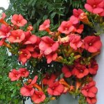 Bignone campsis tagliabuana madame galen plante grimpante  feuilles caduques en pot de 9 cm