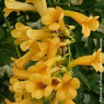 Bignone golden trumpet� mincamja3