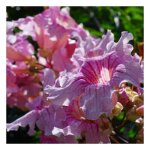 Bignone rose comtesse sarah