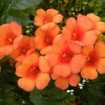 Bignone indian summer kudian