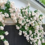 Blanc grimpant rose rosier en pot rustique et facile d?entretien plante grimpante fleurie pour murs pergolas ...