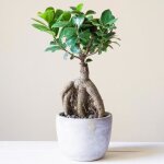 Bonsaï décoratif d?intérieur ?ficus ginseng? en pot 12 cm plante pour la maison ou le bureau Bonsaï décoratif d?intérieur ?ficus ginseng? en pot 12 cm plante pour la maison ou le bureau