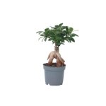 Bonsa� - ficus microcarpa - hauteur 30 - 40cm - d12cm