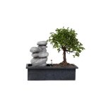 Bonsa avec systme deau - pierres zen - plante dintrieur - hauteur 25 - 35cm