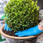 Boule de buis de 30cm de diamètre buis commun topiaire de jardin en buis véritable arbuste persistant. ... Boule de buis de 30cm de diamètre buis commun topiaire de jardin en buis véritable arbuste persistant. ...