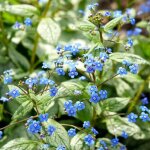 Brunnera macrophylla silver spear - mat�riel racinaire - 5 pi�ces