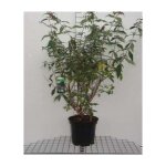 Buddleja dav. pink panther� - buisson des papillons pink panther arbuste aux papillons 60 - 80 cm en ...