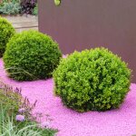Buis en boule de 30cm de diamètre arbuste persistant en topiaire plante en pot pour lextérieur. Buis en boule de 30cm de diamètre arbuste persistant en topiaire plante en pot pour lextérieur.