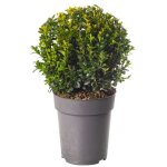 Buis boule plante 20cm diam�tre topiaire persistant en forme darbuste de jardin ext�rieur