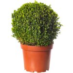 Buis boule plante 30cm diamètre topiaire persistant en forme darbuste de jardin extérieur Buis boule plante 30cm diamètre topiaire persistant en forme darbuste de jardin extérieur