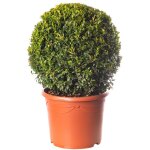 Buis boule plante 40cm diam�tre topiaire persistante en forme darbuste de jardin ext�rieur