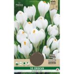 Bulbes  planter - bulbes de fleurs - florex - crocus jeanne darc