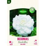 Bulbe - vilmorin - b�gonia grande fleur blanc (x3)