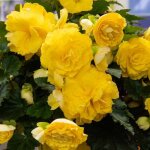 Bulbe - vilmorin - b�gonia grande fleur jaune (x3)