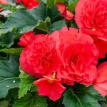 Bulbe - vilmorin - b�gonia grande fleur rouge (x3)