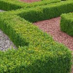 Buxus sempervirens plantes topiaires classiques haie de buis en pot (5 plantes)
