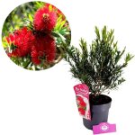 Plante - schramas - callistemon masotti mini red - arbuste d?ornement - fleur rouge fonc� - id�al balcon ...
