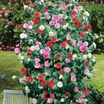 Camélia du japon (9 cm lot de 3) - arbuste Élégant à fleurs rouges blanches et roses Camélia du japon (9 cm lot de 3) - arbuste Élégant à fleurs rouges blanches et roses