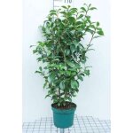Camellia japonica wit - blanc - camellia japonica wit - blanc 60 - 80 cm en pot