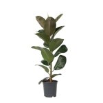Caoutchouc - ficus elastica robusta - hauteur 75 - 100cm - d24cm