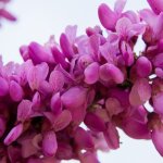 Cercis du canada cascading hearts arbre de jud�e gainier du canada