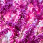Cercis du canada pink pom poms arbre de jud�e gainier du canada