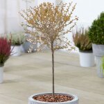 Cerisier  fleurs nain du japon arbres dornement nains fuji en pot pour petits jardins