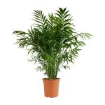 Chamaedorea elegans - palmier nain mexicain - plantes dint�rieur - 80 - 100 cm de haut - pot 20 cm