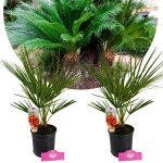 Arbre - schramas - chamaerops humilis - palmier nain europ�en - lot de 2 - pot 15 cm
