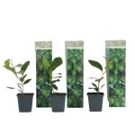 Citronnier - lot de 3 - citrus limon - hauteur 25 - 40cm - d9cm