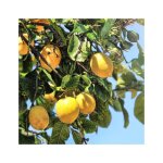 Citronnier 4 saisons pot 26cm - citrus 4 saisons 100cm