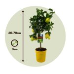 Citronnier - citrus limon - hauteur 60 - 70cm - d19cm Citronnier - citrus limon - hauteur 60 - 70cm - d19cm