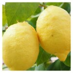 Citronnier meyer citrus