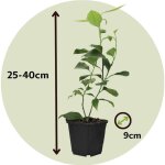 Citronnier - set de 3 - citrus aurantifolia - hauteur 25 - 40cm - d9cm Citronnier - set de 3 - citrus aurantifolia - hauteur 25 - 40cm - d9cm