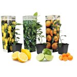 Citrus mix - set de 3 - citron citron vert orange - ?9cm - hauteur 25 - 40cm