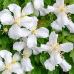 Clematite montana grandiflora arbuste grimpant à fleurs parfumées et feuilles caduques Clematite montana grandiflora arbuste grimpant à fleurs parfumées et feuilles caduques