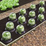 Cloche � salades x12 serre de protection pour plants label