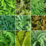 Collection mélange de 5 plantes fougères - arbustes de jardin extérieur vivaces en pot Collection mélange de 5 plantes fougères - arbustes de jardin extérieur vivaces en pot