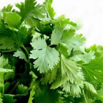 Coriandre - pr�t � consommer