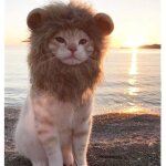 Costume de chat avec crinire de lion chapeau de costume perruque douce et duveteuse accessoires mignons ...